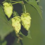 😱 Segredo Revelado: O Ingrediente Surpresa Que Vai Explosão a Sua Cerveja Favorita!