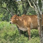 URGENTE! Raiva Ataca Rebanho no Amazonas: Vacinação IMEDIATA Para Salvar Seu Animal!