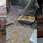 🚨 Acredite se Quiser! Homem é Preso com ‘Zoológico Ilegal’ e Segredo Macabro Revelado em Roraima!