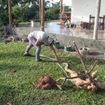 😱 Mandioca GIGANTE de quase 3 metros é encontrada no Paraná! Você não vai acreditar no tamanho!