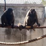 Macacos Fofos Chegam em Sorocaba e Você PRECISA Ver o Que Aconteceu!