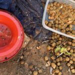 🚨URGENTE: Idosa Presa Por Crueldade Animal! O Que Aconteceu Com Esses Cãezinhos É INACREDITÁVEL! 💔