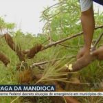 Mandioca Sob Ataque! Praga Misteriosa Ameaça a Produção no Amapá!