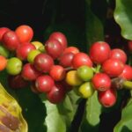 Café Turbinado: Descubra o Segredo dos Grãos Premium que Estão Enlouquecendo o Brasil!