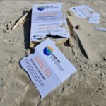 Foca Rara Aterrorizada e Vandalismo Choca SC: O que Aconteceu é Inacreditável!