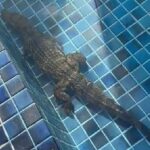 Flagra Bizarro: Jacaré invade piscina de condomínio e moradores entram em choque em Aracaju!