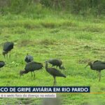 URGENTE! 🐔 Surto de Gripe Aviária no Brasil? Descubra se Você Corre Perigo!