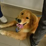 IMPOSSÍVEL não se emocionar! Cães terapeutas invadem hospital e o que acontece vai te SURPREENDER!