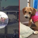 🚨IMPERDÍVEL: Câmera flagra ATITUDE CRUEL com animal e gera REVOLTA no PR! 💔
