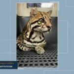 Jaguatirica Baleada 23 Vezes: A História de Resiliência que Você Precisa Conhecer!