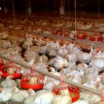 URGENTE: Suspeita de Gripe Aviária no Brasil! 🐔 Entenda os Riscos e o que Fazer!