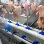 Frango Super Barato? Entenda o Que Está Acontecendo e Como Aproveitar!