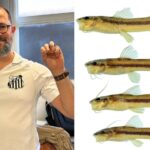 😱 Cientistas Descobrem CRIATURA INÉDITA na Amazônia! Prepare-se para se SURPREENDER!