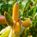 URGENTE: Tecnologia Secreta de MT Pode Acabar com a Fome no Brasil! 😱🌾