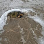 Final Feliz! Tartaruga é Resgatada de Rede de Pesca em Sergipe e Volta Para o Mar!