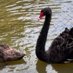 Atenção! Filhotes RAROS de Cisne Negro Chegam e Transformam o Lago de Juiz de Fora em Paraíso!