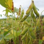 Soja Turbinada! Fungos e Bactérias Viram Arma Secreta dos Produtores Rurais! 🦠🌿