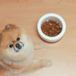 🐶Atenção, Amantes de Cães! Estudo REVELA Segredo Inesperado dos Pets no Combate ao Estresse!🤯