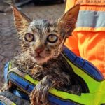 IMPOSSÍVEL NÃO CHORAR! Gatinha presa em cano por 5 dias tem final INESPERADO!