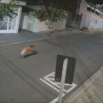 Lobo Solto em São Carlos?! Você Não Vai Acreditar Onde Ele Foi Visto!