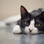 Chocante! Adolescentes são presos por torturar e matar gatos: ‘Queria matar alguém’