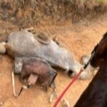 CHOCANTE! Cavalo Levado à EXAUSTÃO e MUTILADO: A História Que Você NÃO Vai AcredITAR!