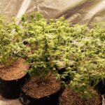 💣Estufa Secreta de Maconha Descoberta em Campinas! Veja o Que a Polícia Encontrou 🚨