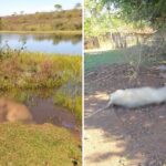 🚨URGENTE: Fazendeira transforma paraíso em inferno animal! 💔 Você não vai acreditar no que aconteceu…