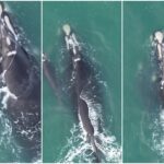 🚨IMPERDÍVEL! Filhote de Baleia em Apuros em Florianópolis: Desfecho Inesperado! 😱