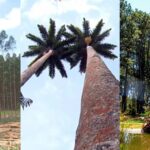 URGENTE! Brasília Troca Árvores ‘Inimigas’ do Cerrado por Nativas e Choca o Brasil!