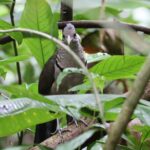 Você Não Vai Acreditar No Que Essa Ave ‘Fantasma’ Faz Na Amazônia!