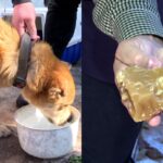 💔Cachorrinhos Comem SABÃO Para Sobreviver! Você Não Vai Acreditar No Que Aconteceu Em Maringá!
