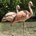 Urgente! Flamingos Exóticos Chegam ao Brasil e o Motivo Vai Te Surpreender!