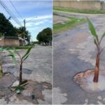 Revolta Criativa! Moradores Transformam Buracos em Plantação e Viralizam Protesto Inusitado!
