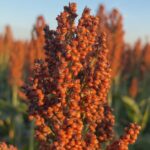 🌽 Safra MILAGROSA de Sorgo BATE RECORDE e ENCHE os BOLSOS dos Produtores em SP! 🤑