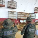 URGENTE! Ação Surpreendente Liberta Aves Silvestres de Cativeiro na Bahia! 😱🕊️
