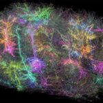 🤯 Cientistas Chocam o Mundo ao Questionar: Onde Se Esconde a Consciência?