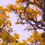 Alerta de Cores! Ipês Invadem o Interior e Transformam Paisagens em Paraísos Secretos!