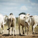 🥩 Alívio no Bolso? Frigoríficos de MT Conquistam a Indonésia em Meio a Turbulências Globais! 🌏