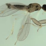 😱 Cientistas Chocam o Mundo ao Descobrir Nova Espécie de Mosca no Rio: Ela Pode Salvar Nossas Vidas!