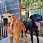 Rock ‘n’ Roll Solidário: Festival Incrível Salva Vidas de Pets Abandonados! 🐶🤘