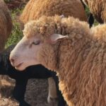 Ovelhas Turbinam sua Lavoura? Descubra o Segredo dos Produtores de Amendoim!