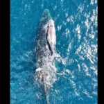 🚨 Alerta de Baleias em Arraial do Cabo! Prepare-se para um Evento ÉPICO! 🤩