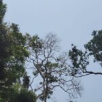 🚨 Segredo Revelado! A Amazônia Pode Ser Salva Com Essa INCRÍVEL Descoberta em Rondônia! 🌳