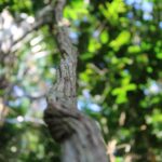 🔥 Segredo Revelado na Amazônia! Cientistas do Brasil e França se unem em evento INÉDITO!