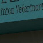 💔 Tragédia Animal: Assalto Interrompe Atendimento e Gato Morre em Clínica Veterinária!